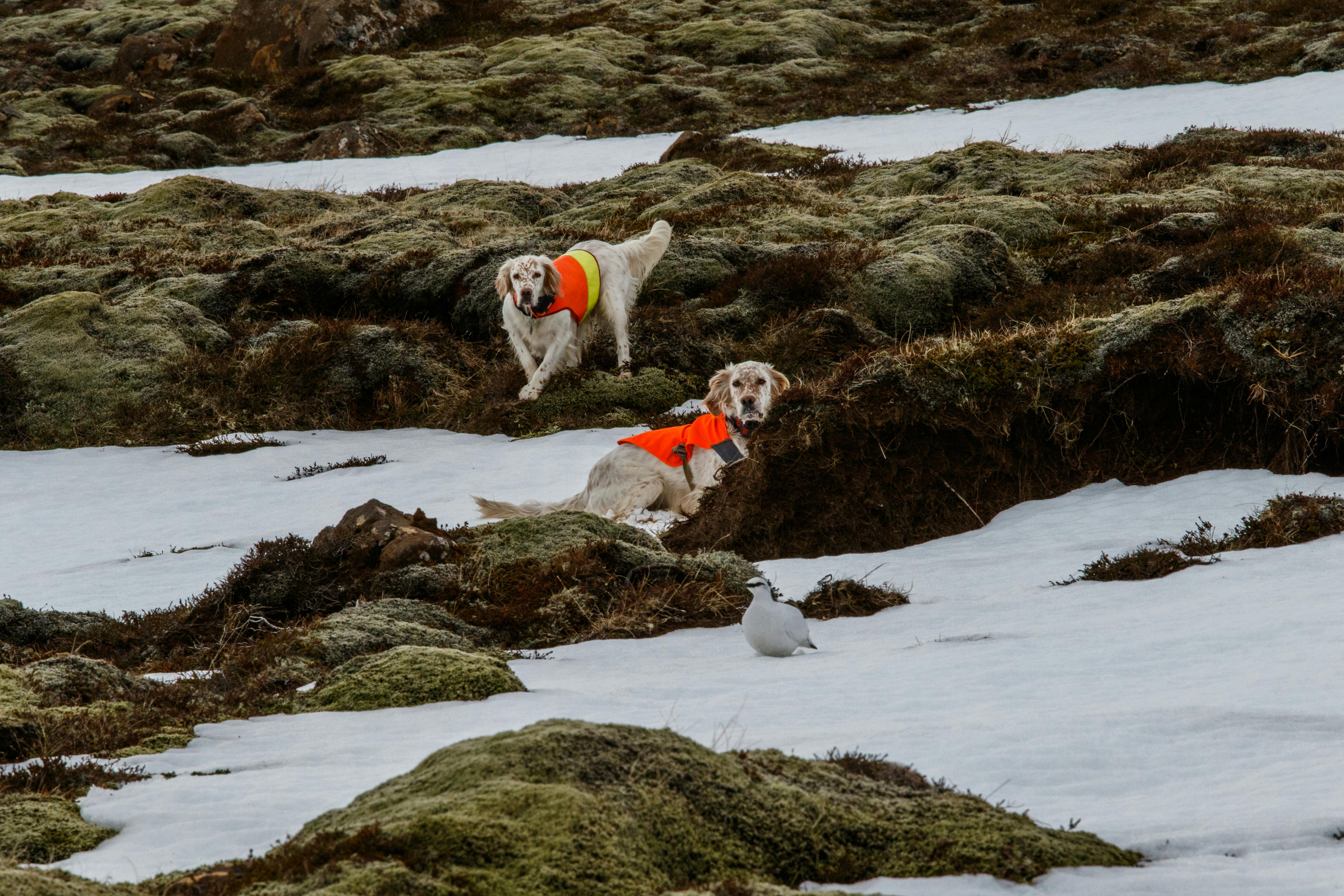 Two Dogs in Orange Vests Looking at a Bird Sitting in Snow