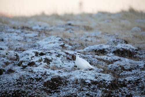 Photo of a White Rock Ptarmigan on Snow-Covered Grass