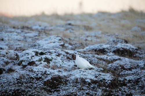 Free A rock ptarmigan in winter plumage camouflaged among snowy terrain in Iceland. Stock Photo