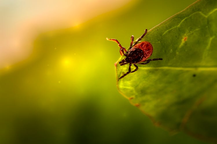 Brown Tick On Green Leaf