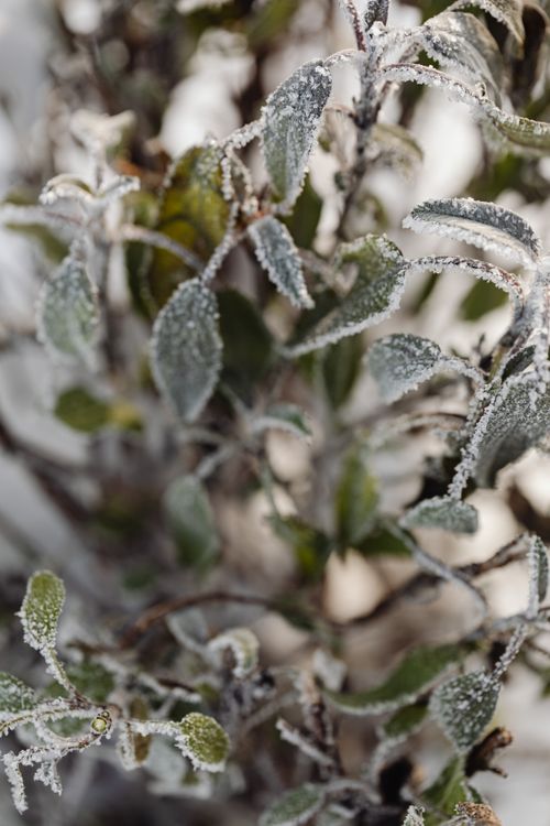 Free Close-up shot of frosted leaves capturing winter's icy beauty. Stock Photo