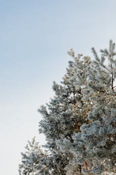 Snow-covered pine trees under a clear blue sky, capturing the essence of winter nature.