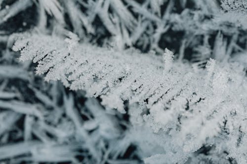 Close-up of a Tree Branch Completely Covered in Frost 