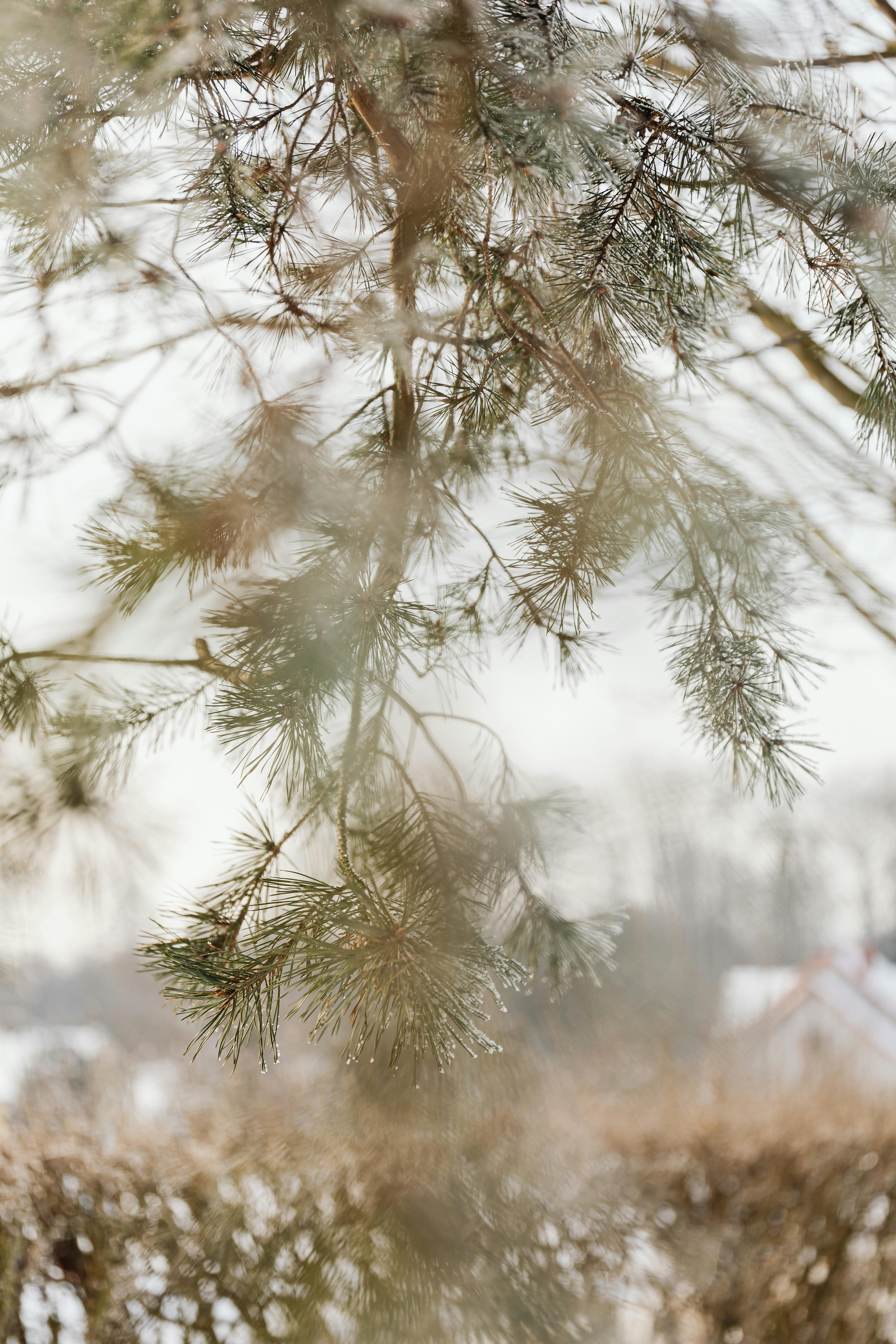 A tranquil winter landscape featuring frosty pine branches, capturing nature's beauty.