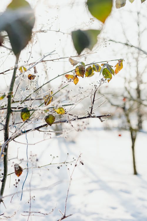 Бесплатное стоковое фото с вертикальный выстрел, ветви, зима