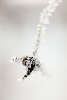 Macro shot of frost crystals on a branch showcasing winter's intricate beauty.
