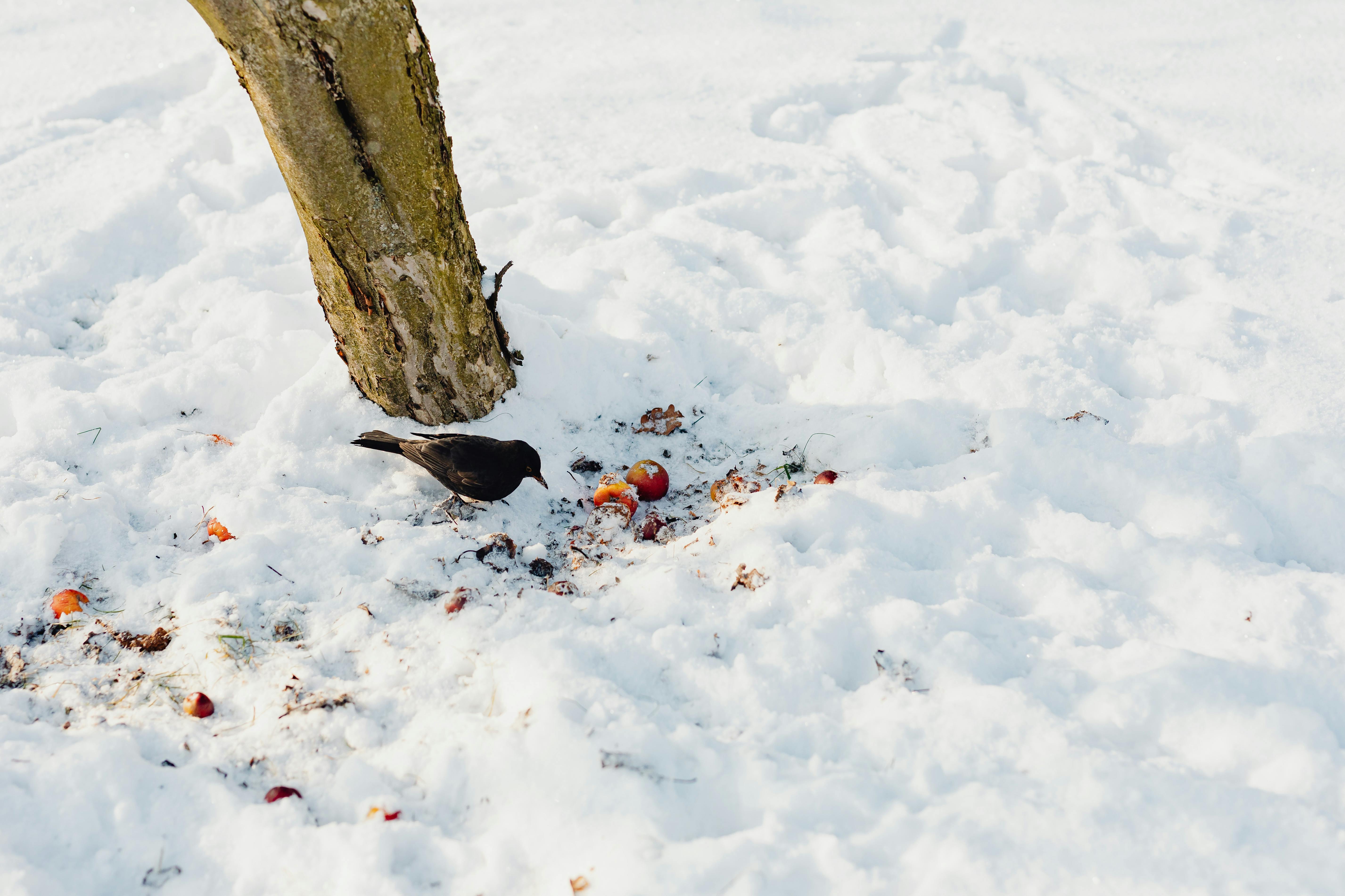 mailbird freezing