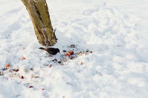 Free A bird searches for food near a tree trunk on snow-covered ground in winter. Stock Photo