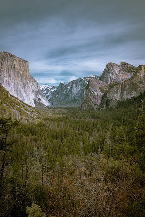 Free Green Trees in a Valley Between Rocky Mountains  Stock Photo