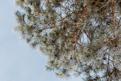 Photos gratuites de à feuilles persistantes, branche, ciel bleu
