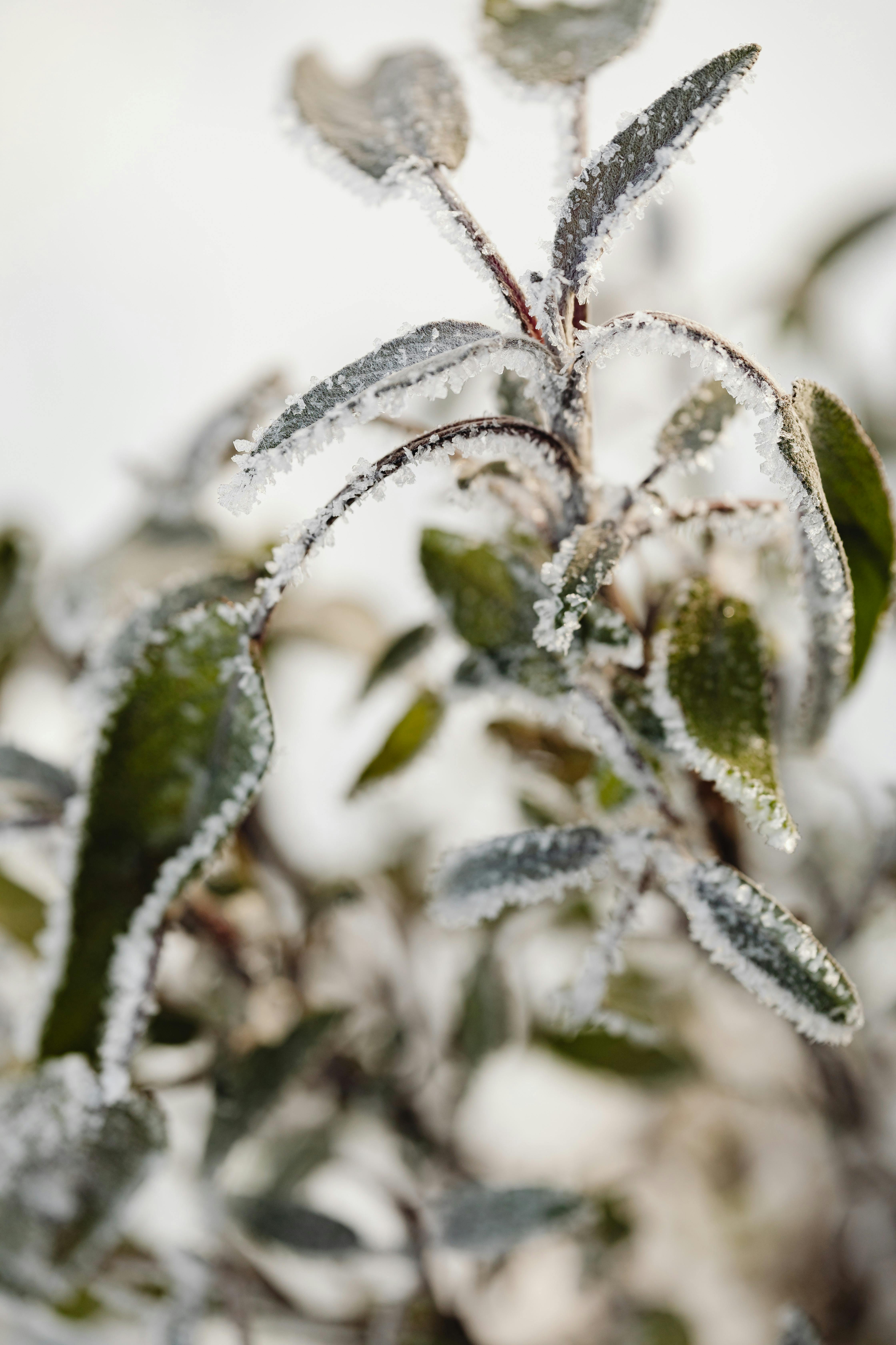 CloseUp Photo of Frosted Green Leaves of a Plant · Free Stock Photo
