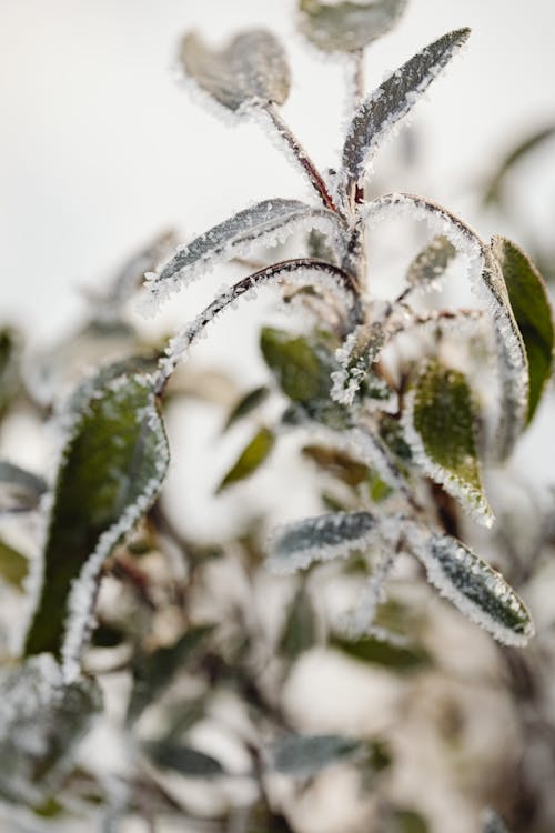 Close-Up Photo of Frosted Green Leaves of a Plant
