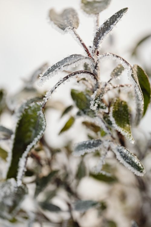 Free Close-up of frost-covered leaves capturing the essence of winter. Stock Photo