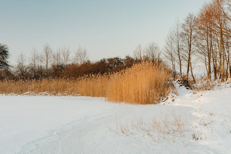 Snow Around Rushes And Trees