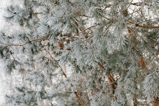 Detailed view of snowy pine branches capturing winter's serene beauty.