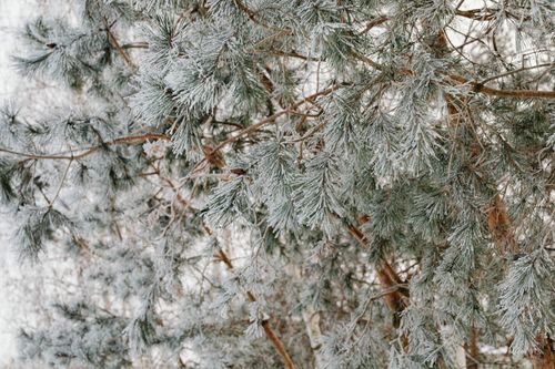 Free Detailed view of snowy pine branches capturing winter's serene beauty. Stock Photo