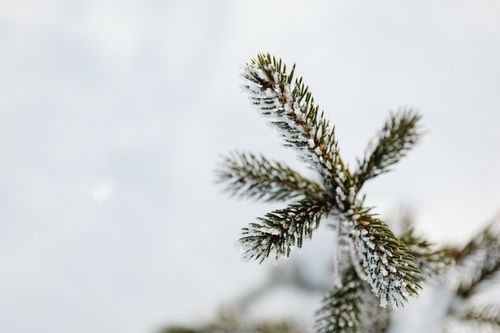 Free Close-up of a frosty evergreen branch, perfect for winter themes. Stock Photo