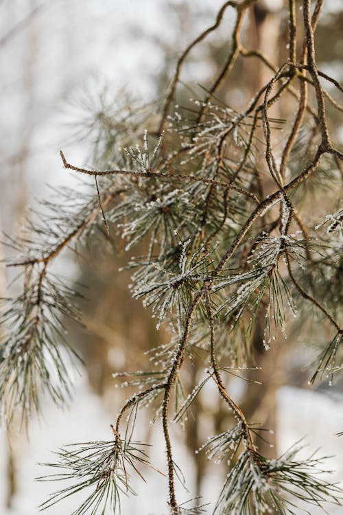 Close-up of Conifer Branches in Frost 
