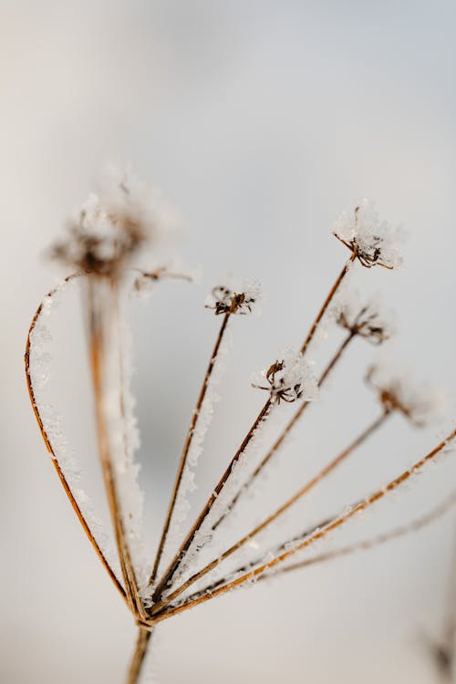 Close-up of a Flower Covered in Frost and Snow 