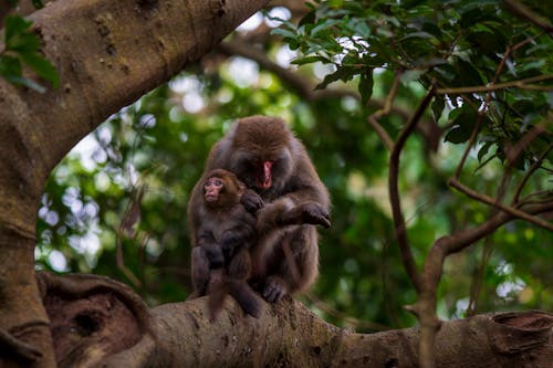 Monkey with Baby on Tree