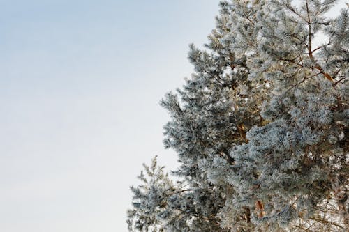 無料 コールド, ローアングルショット, 冬の無料の写真素材 写真素材
