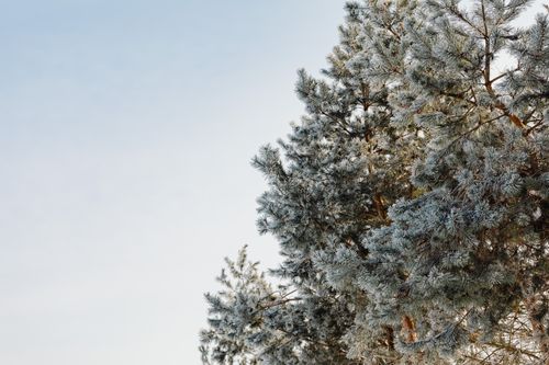 Free Frosty pine trees with a clear sky backdrop showcase serene winter beauty in a nature setting. Stock Photo