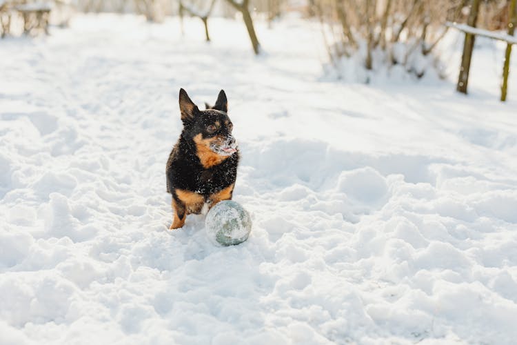 Dog With Ball On Snow