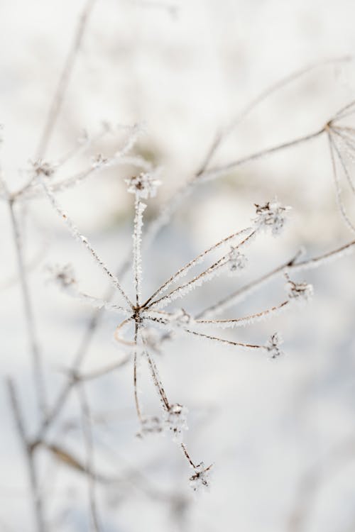 Close-up View of Frozen Twigs