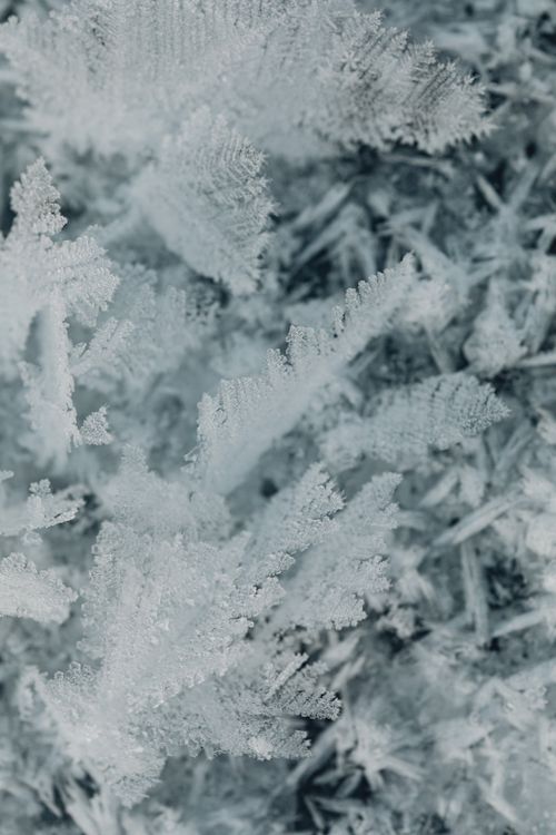 Free Detailed photograph showcasing the intricate and delicate patterns of frost on ice crystals during winter. Stock Photo