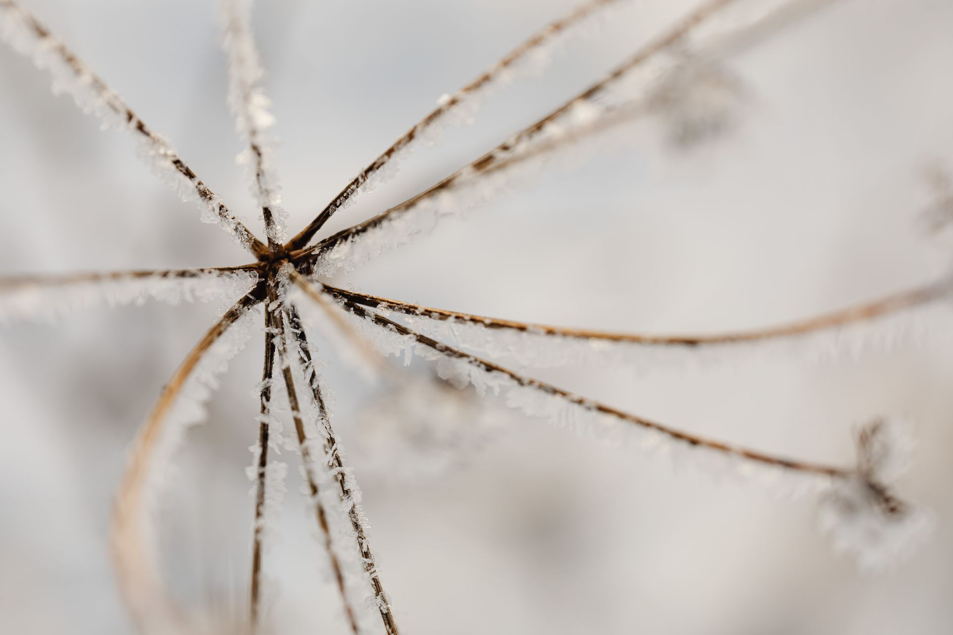 Frozen Brown Stem of a Plant