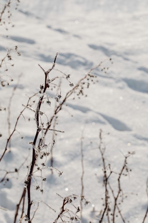 Free Close-up of frost-covered plant stems against a snowy background in winter. Stock Photo