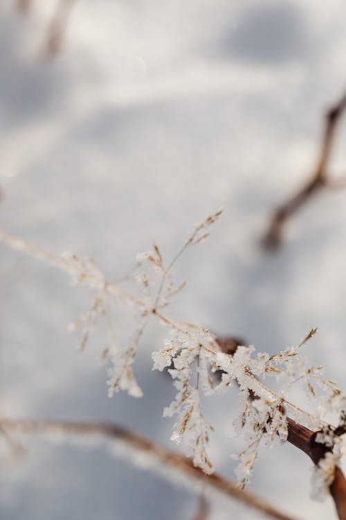 Frozen Twig of Tree in Winter
