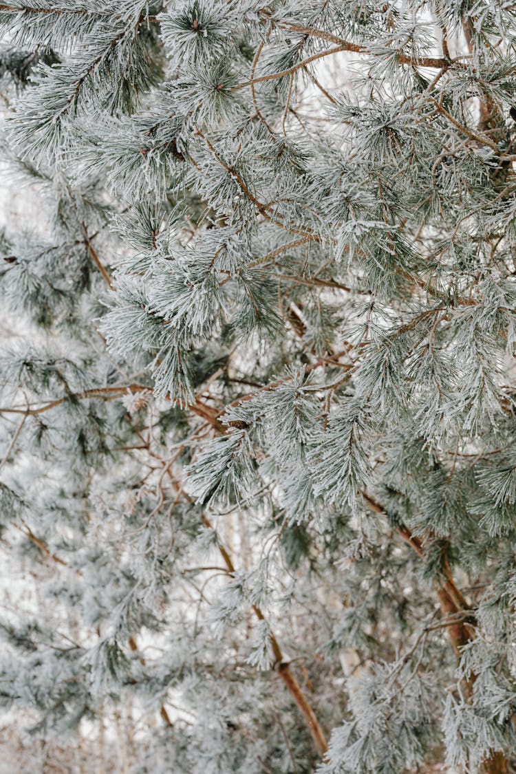 Snow Covered Pine Tree Leaves