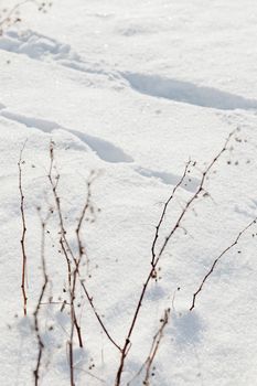 Close-up of frosty branches in a snow-covered winter landscape with selective focus.
