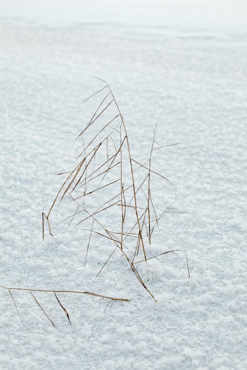 Free Hard Frosty Snow on a Field  Stock Photo