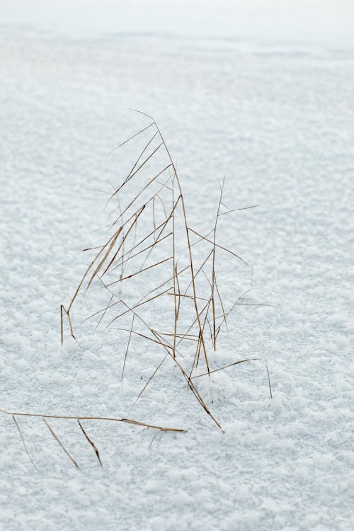 Hard Frosty Snow on a Field 