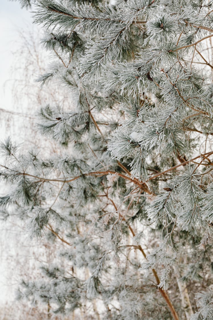 Snow Covered Pine Tree