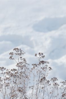 Dried plants covered in snow under a moody winter sky, showcasing natural beauty and serenity.
