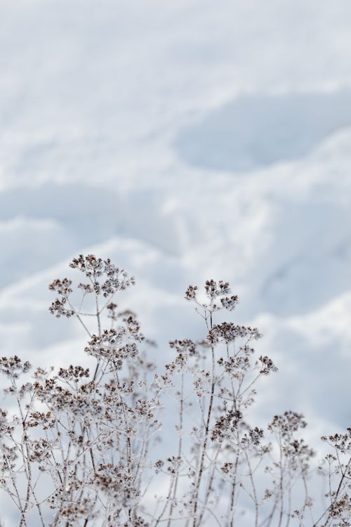 Free Dried plants covered in snow under a moody winter sky, showcasing natural beauty and serenity. Stock Photo