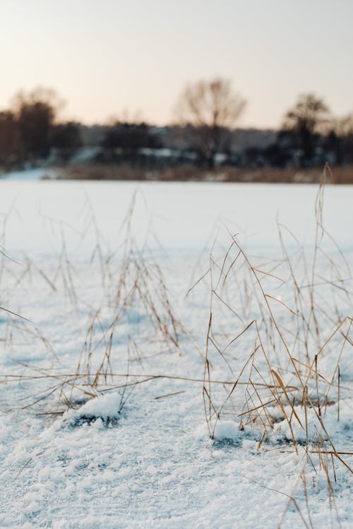 Immagine gratuita di freddo - temperatura, inverno, natura