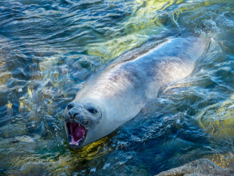 A Seal With An Open Mouth In Water 