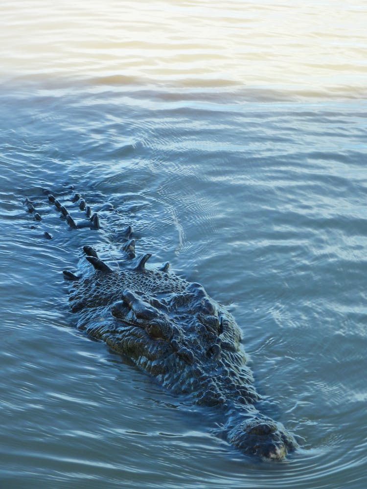 Crocodile In River