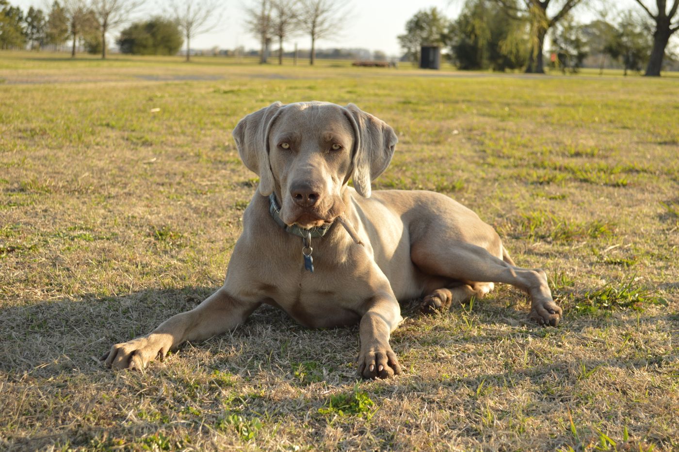 Cão descansando na grama depois de brincar.