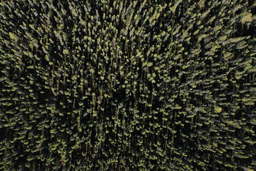 Drone shot capturing dense boreal forest in Quebec, Canada.