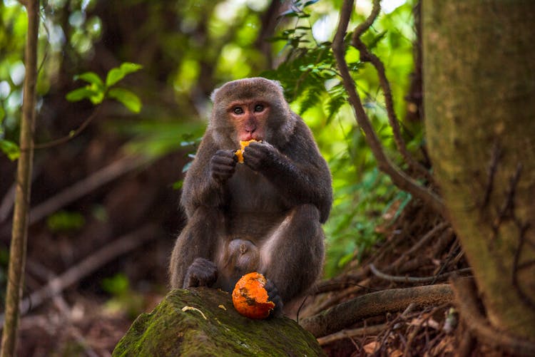 Macaque Monkey Eating Fruit