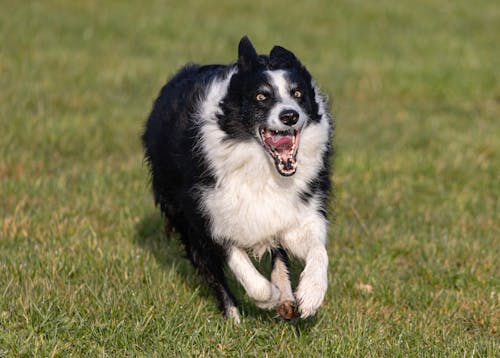 Foto profissional grátis de alegre, animal, animal de estimação