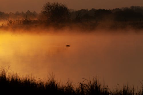 Duck Swimming in Lake on Sunset 