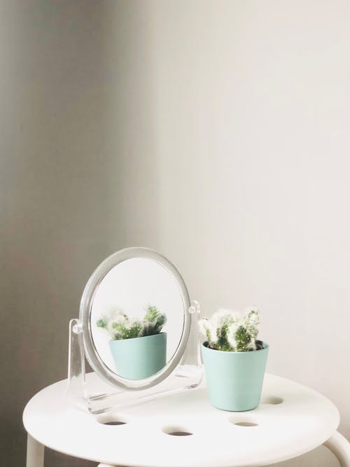무료 둥근 거울, 반사, 선인장 식물의 무료 스톡 사진
