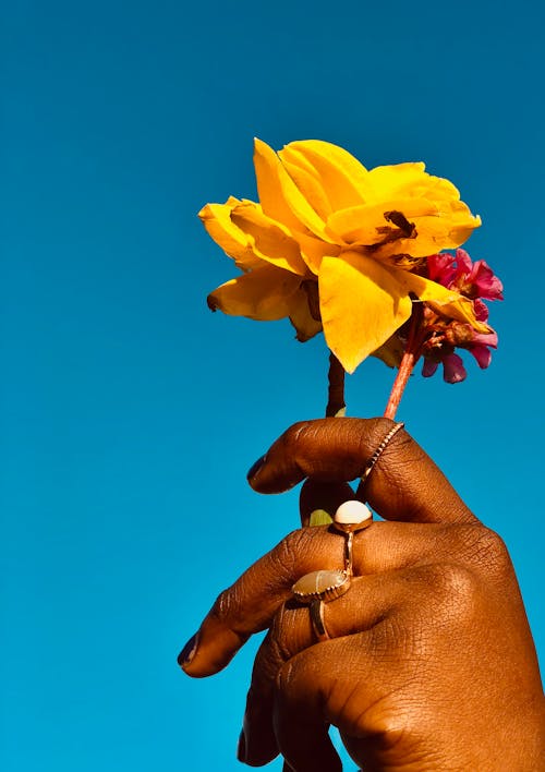 꽃, 손 인간의 손, 수직 쐈어의 무료 스톡 사진