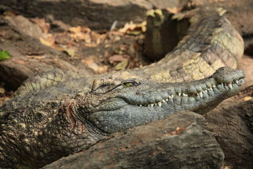 Gratis Foto stok gratis alam, aligator, beristirahat Foto Stok